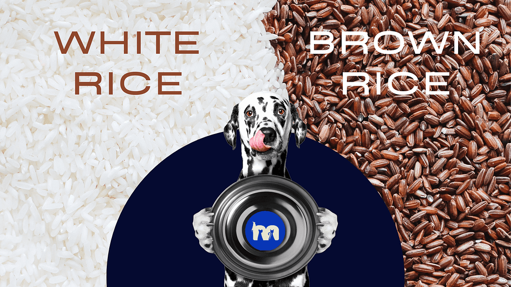 why is white rice good for dogs