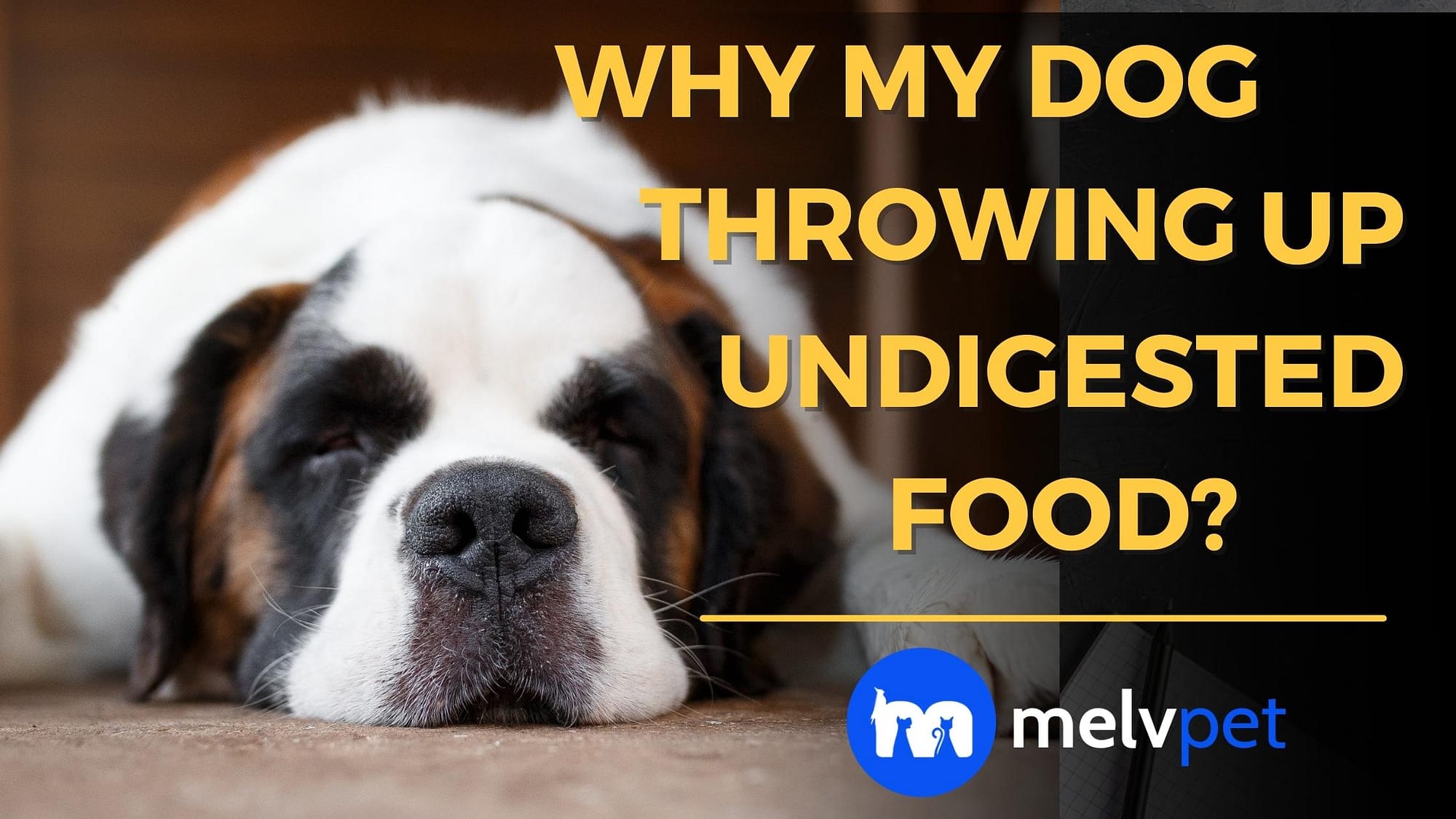 why does my dog vomit undigested food